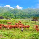 대곡목장 이미지