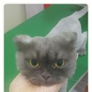 프리티 도그&캣 이미지