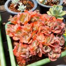 푸르미농장 이미지