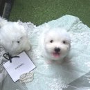 글로리 폭스 꼬똥 이미지