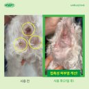 노바펫 | [공지] [공구 오픈] 강아지 아토피 샴푸 미스트 추천 노바펫 최저가 공구(12/15~12/21)