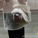 쿠쿠스토어강릉점 | 2024 케이펫페어 서울 코엑스 펫박람회 첫날 후기
