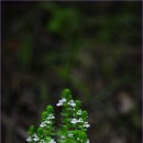 행복한눈물 이미지