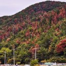 소나무재선충병 피해, 경남이 최대…1988년 이후 550만그루 이미지