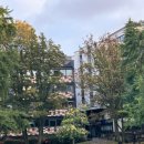 런던동물병원 | 런던 직장인 일상 🦭 Kiani Tea, 집밥, 인생 펌킨스파이스라떼, 디슘 코벤트가든, 계속되는 테무깡, 느좋...