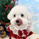 My Merriest Moment | 대구 남구 대명동 애견미용⎮대구 피어프리그루밍샵⎮대구 꼬똥 드 툴레아 미용 '꼬미'