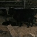 정선베다니자연농장 이미지