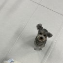 삼멍삼냥 이미지