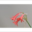 수아베 이미지