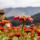 상림화원 이미지