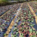 용산-현장-2450 이미지