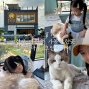 중봉로 | [공지] 김포 아이와 가볼만한 곳 놀거리 가득한 솔빈마루 고양이카페