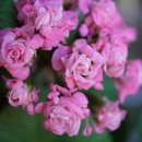 아구에꽃이피네 이미지