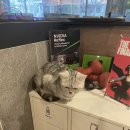 고양이PC&카페 | [광주 PC방] 고양이와 함께하는 광주 이색 피씨방 용봉동 아이디온PC카페