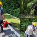 해안동 왕벚나무 이미지