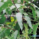 경희코스모스한의원 이미지