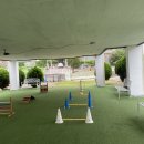 평생 사랑해 줄 개 애견펜션1 이미지