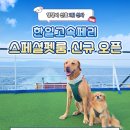 펫클라우드 이미지