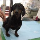 김정복 동물병원 이미지