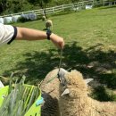 윤호목장2 이미지