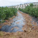 형제농원 이미지