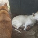 엄마는장금이 이미지