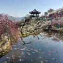 매화마을1 이미지