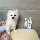 멍냥25영종점