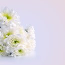 국화 - 제주시 | 국화