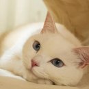 행복한 고양이 이미지