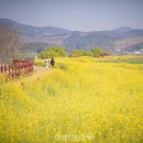 동읍360 | "저수지에 유채꽃과 벚꽃까지 다 있습니다" 봄꽃이 남발하고 있는 봄 여행지