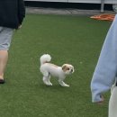 퍼스펫 애견펜션 | 경주 퍼스펫 애견펜션 방문후기