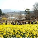 수선화 - 계양구 계산천동로 6 | 수선화