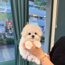 이정훈 강아지 이미지