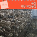 상곡1 | 기장 실내체험 버섯공장 예약 주차 아이랑 체험 후기