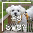 운정튼튼동물병원 | 운정튼튼 동물병원 예방접종