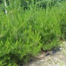 솔치농장 이미지