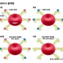 ABO식 혈액형[ABO blood group system] 이미지