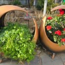 세계모란공원 이미지