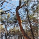 오남천1 이미지