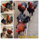 관상닭 대형샤모 &amp; 적세종 사츠마도리 병아리 분양합니다 이미지