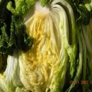 잔비어스 이미지