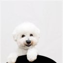 강아지분양 더펫 이미지