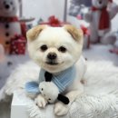 노노펫 | 강아지가 미용을 싫어하는 진짜 이유 5가지, 파주 운정애견미용 노노펫 (가좌동,덕이동,교하동) 서이추