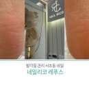네일리코레푸스 이미지