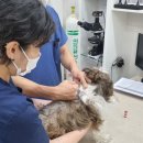 고양화전10 이미지