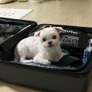 [07.25~28]도쿄여행 Day 1(인천공항,비행기 지연,신주쿠,가부키초 돈돈)