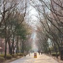 서울 벚꽃 명소 경의선숲길 벚꽃 개화상황 2025년 4월 4일자