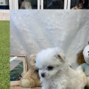 고양이의 휴가 경기광주점 | 경기광주 유기묘보호소 샴고양이 함께할게