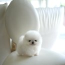 퍼피빈 이미지